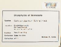 Calliergon giganteum image