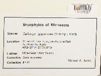 Calliergon giganteum image