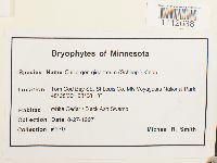 Calliergon giganteum image