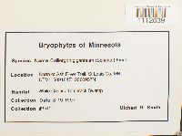 Calliergon giganteum image