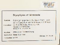 Calliergon giganteum image