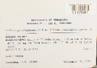 Calliergon giganteum image