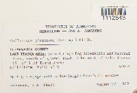 Calliergon giganteum image