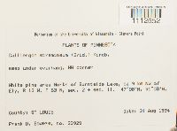 Calliergon stramineum image