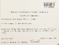 Calliergon stramineum image