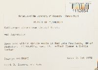 Calliergon stramineum image