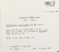 Calliergon stramineum image