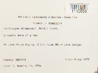 Calliergon stramineum image