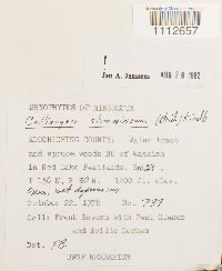 Calliergon stramineum image