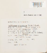 Calliergon stramineum image