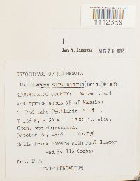 Calliergon stramineum image