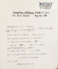 Calliergon stramineum image