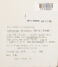 Calliergon stramineum image