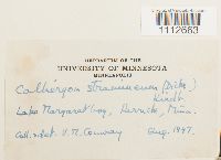 Calliergon stramineum image