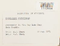 Calliergon stramineum image