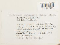 Calliergon stramineum image