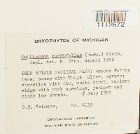 Calliergon cordifolium image