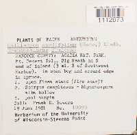 Calliergon cordifolium image