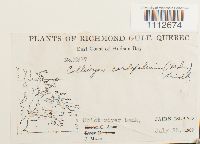 Calliergon cordifolium image