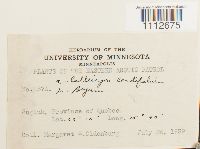 Calliergon cordifolium image