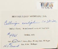 Calliergon cordifolium image