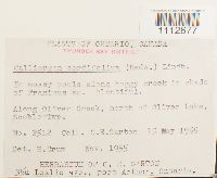 Calliergon cordifolium image