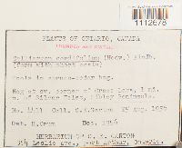 Calliergon cordifolium image