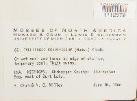 Calliergon cordifolium image