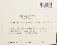 Calliergon cordifolium image