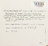 Calliergon cordifolium image