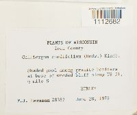 Calliergon cordifolium image