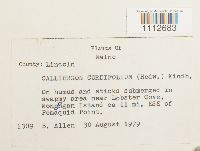 Calliergon cordifolium image