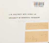 Calliergon cordifolium image