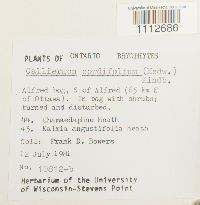 Calliergon cordifolium image