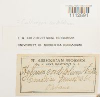 Calliergon cordifolium image