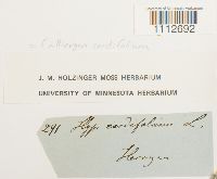 Calliergon cordifolium image