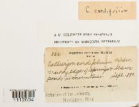 Calliergon cordifolium image