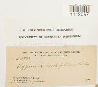 Calliergon cordifolium image