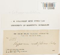 Calliergon cordifolium image