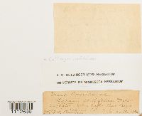 Calliergon cordifolium image