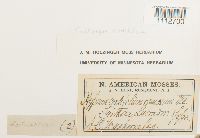 Calliergon cordifolium image