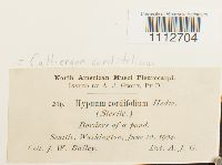 Calliergon cordifolium image