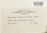 Calliergon cordifolium image