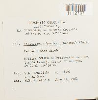 Calliergon giganteum image