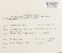 Calliergon giganteum image