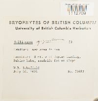 Calliergon giganteum image