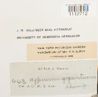 Calliergon giganteum image