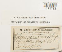 Calliergon giganteum image