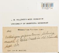 Calliergon giganteum image