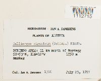 Calliergon giganteum image